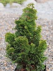 Chamaecyparis obtusa 'Pyramidalis Compacta' 